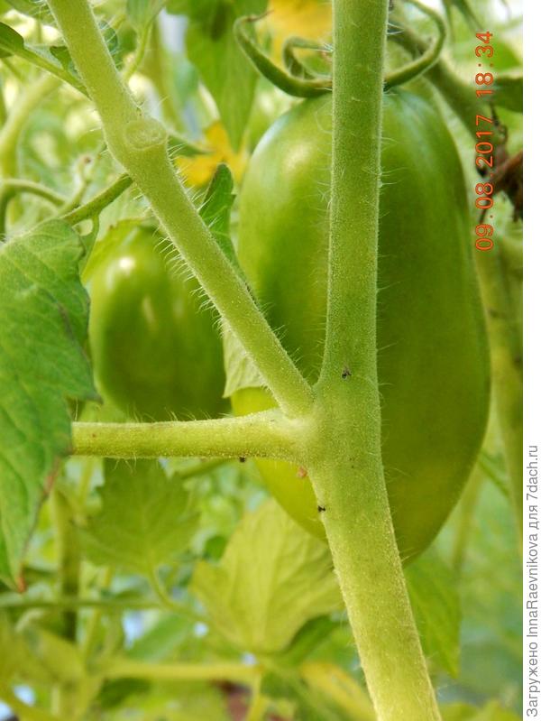 зеленые томаты
