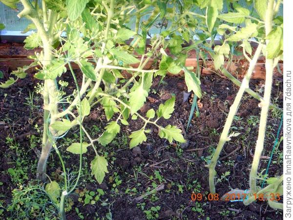 нижние листья удалены.