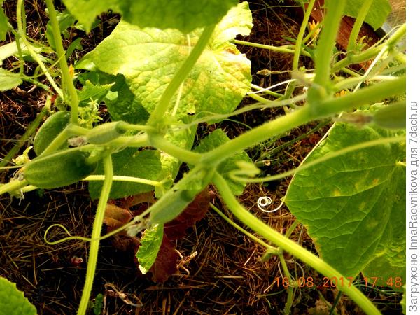 новые завязи