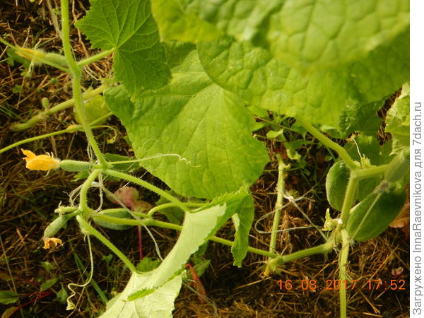 боковой побег