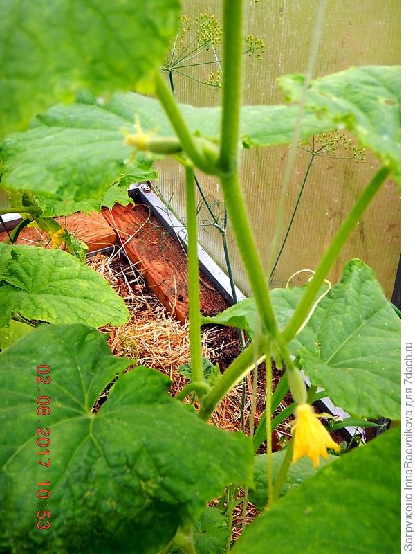 новые завязи