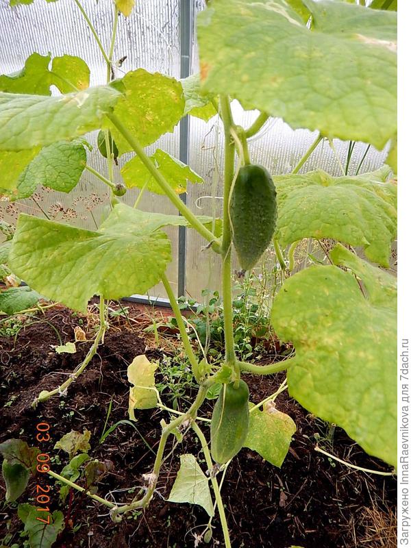 кривые плоды