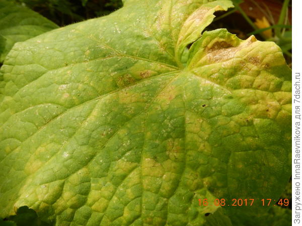 желтеют листья