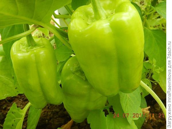 самые первые плоды