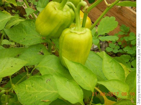 вянут плоды