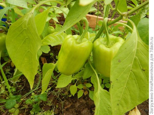 здоровый куст