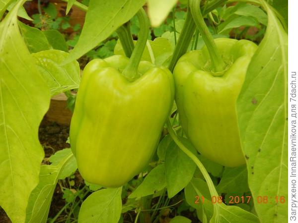 здоровые перцы