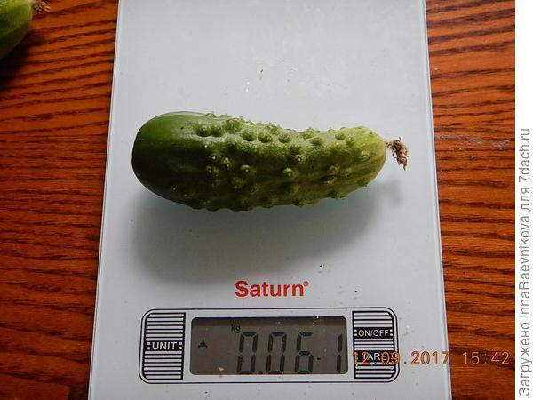61 гр