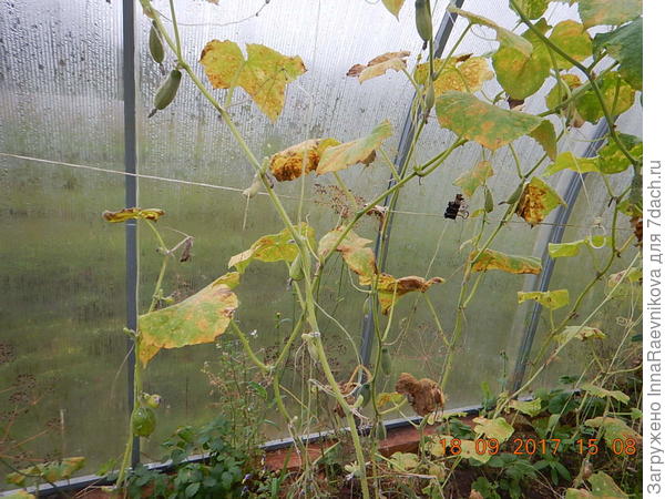 растения перед удалением