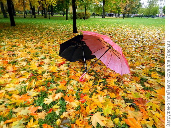 Свидание в парке