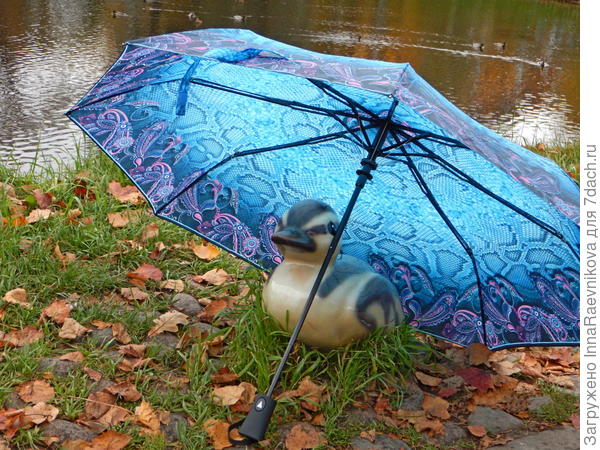 Утенка от дождя прикрыл