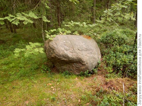 Камушек в лесу лежит