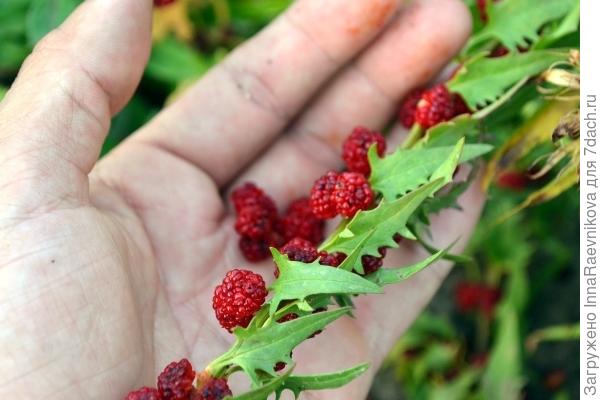 фото из интернета