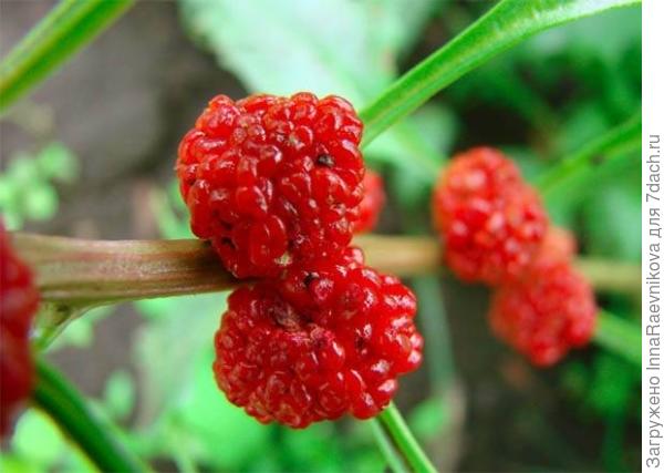 фото с сайта http://profermu.com/sad/yagody/zemlyanika/shpinat-zemlyanichnyj.html