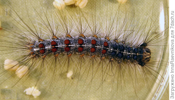 фото из интернета