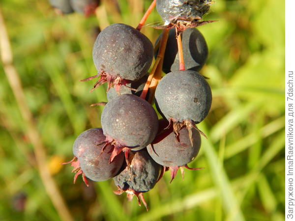 и у нас сморщенные ягоды в этом году
