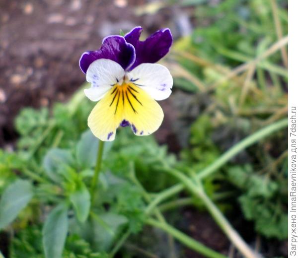 фиалки цветут