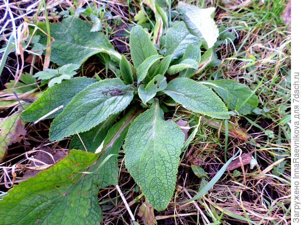 наперстянка растет