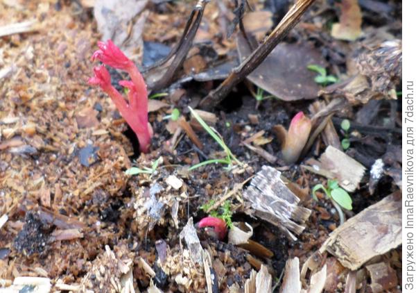 пион выскочил, печально.