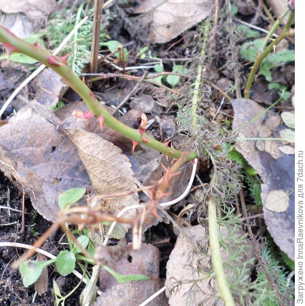 на розе почки просыпаются