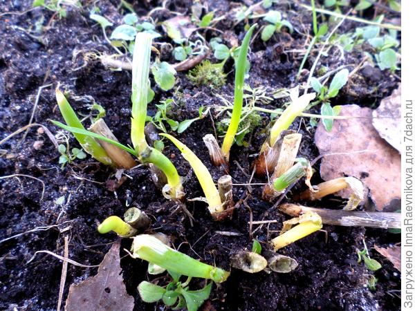 многолетний лук скоро зазеленеет))