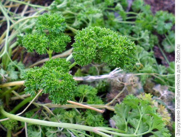 петрушка очень даже ничего
