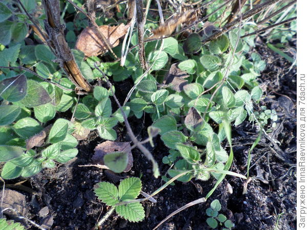 душица свежая,  можно было и не сушить