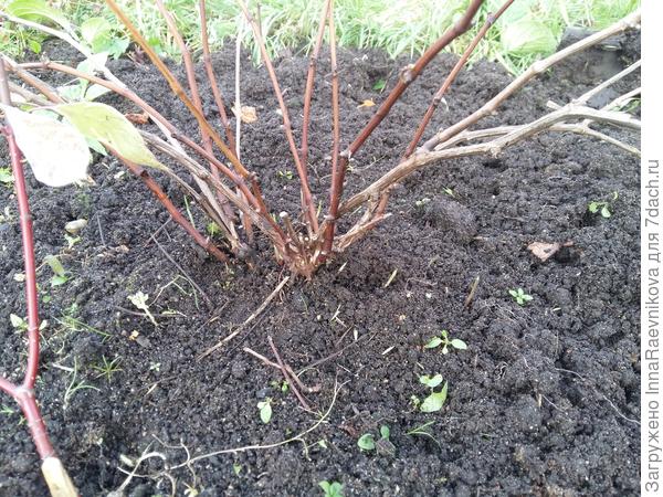 Он же с другой стороны