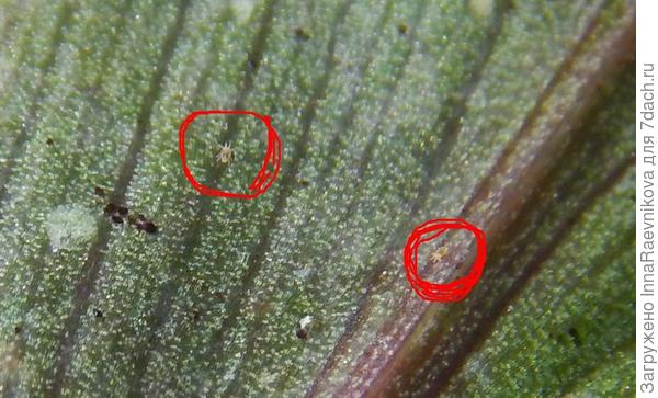 а вот и вредители на этом же листе