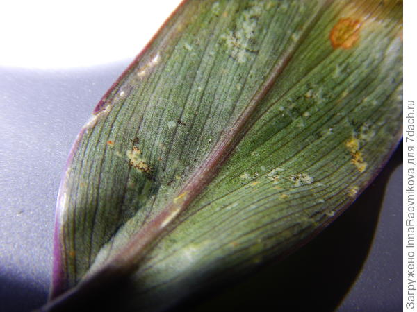 просто сухой лист