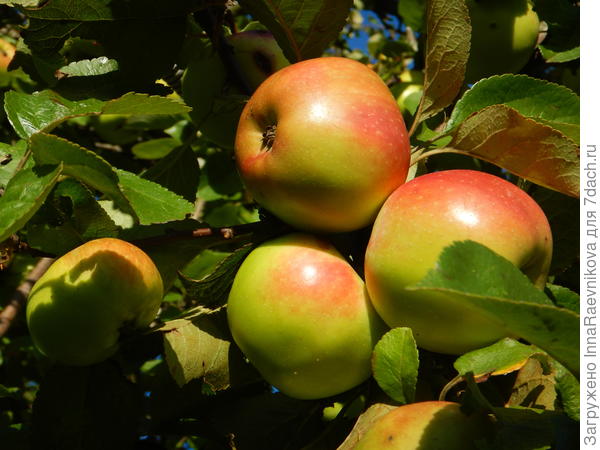 поздний сорт