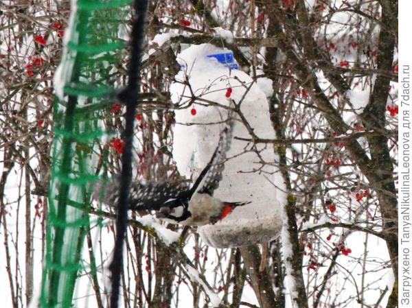 Дятел в полете