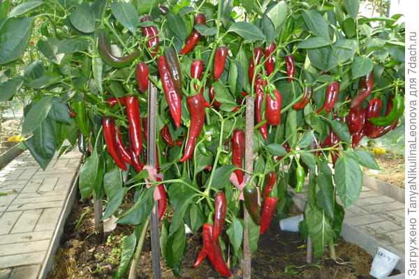 Сладкий перец гибрид "Какаду"