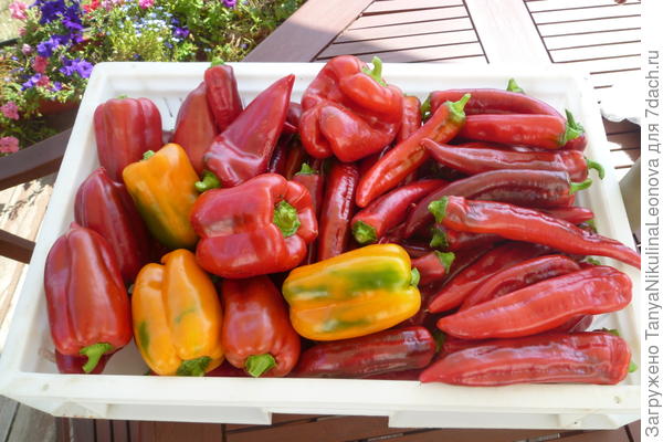 Перчики 2014г.