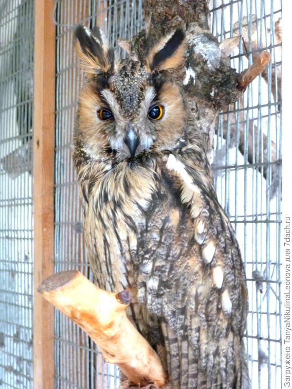 Ушастая сова