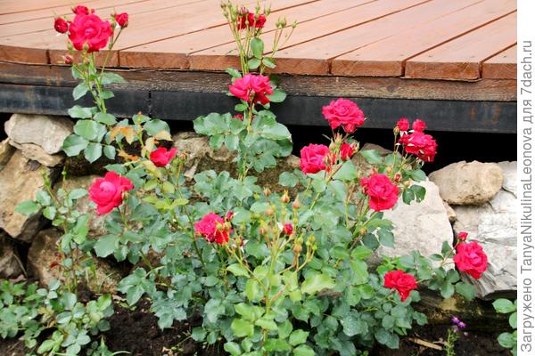 Роза около террасы