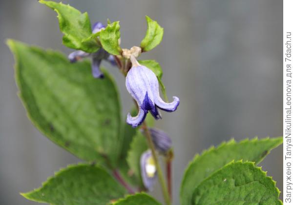 Синеглазка