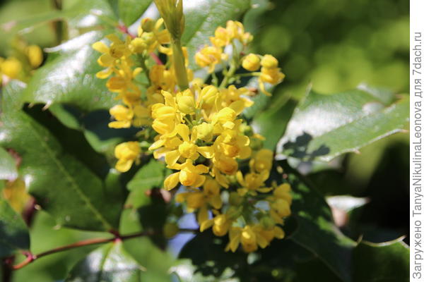 Магония падуболистная