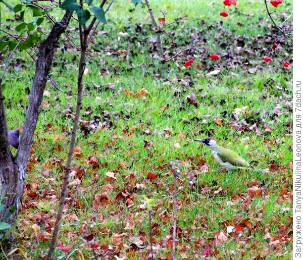 зеленый дятел