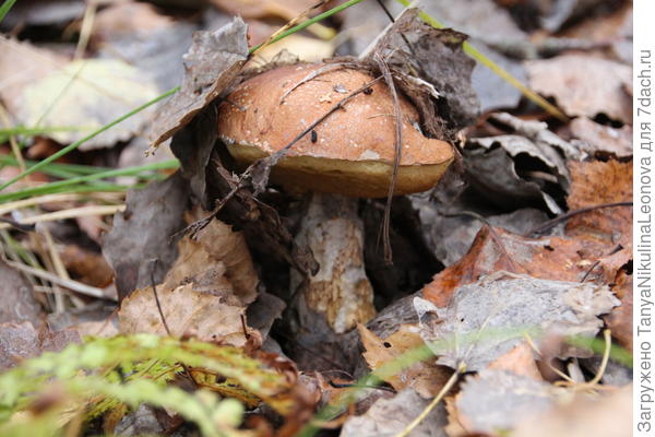 подосиновик