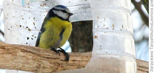 синичка