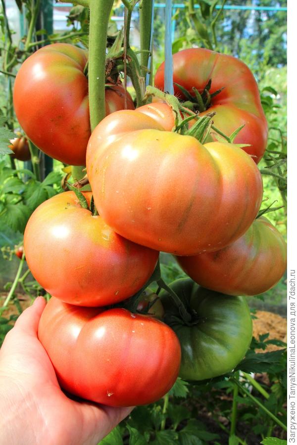 Японский краб