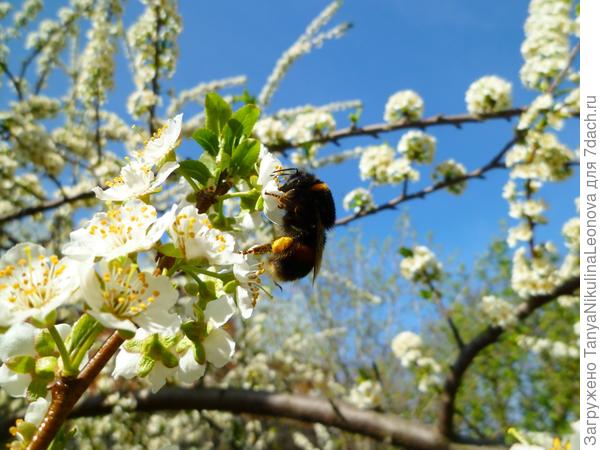 слива в цвету