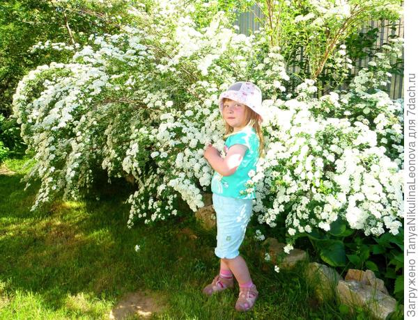 весенняя спирея