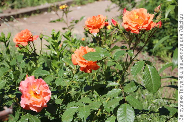 Вестерленд