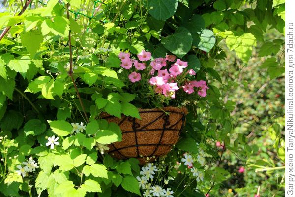 летний снег