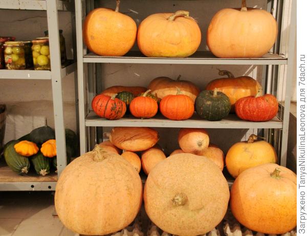 тыквы