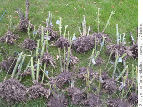 георгины с этикетками