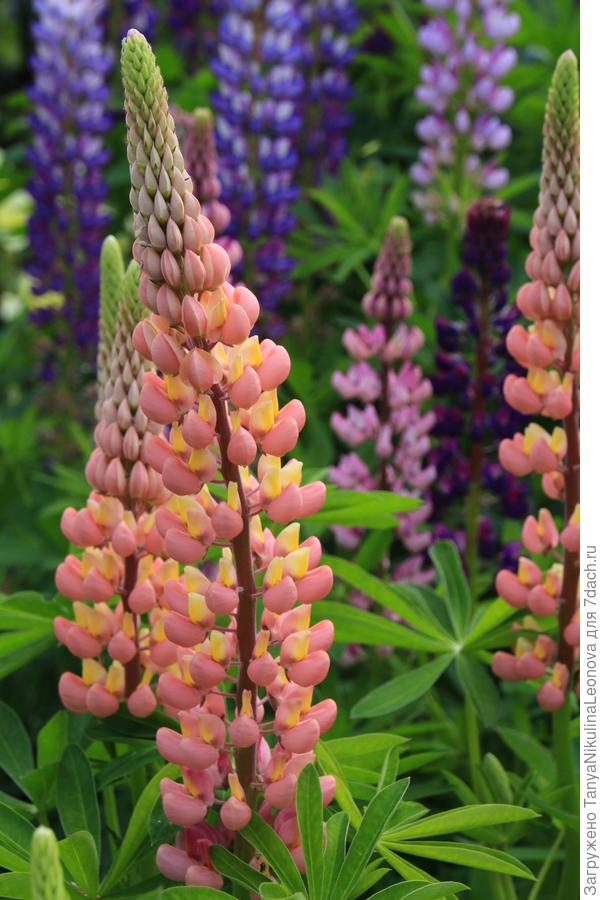 Люпины оранжевые