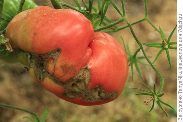Деформированные томаты